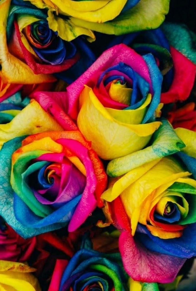 Multi Color Roses 50pc Multi-color Rainbow Rose Seeds for Vibrant Home Garden - Etsy