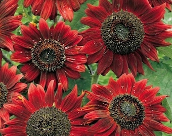 Velvet Queen Sunflower Seeds | Fresh Heirloom Seeds | Deep Red Blooms | Easy Garden Flower