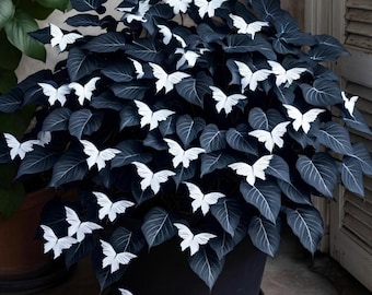 White Butterfly Coleus Seeds – Rare Ornamental Foliage Plant for Shade Gardens, Indoor Pots