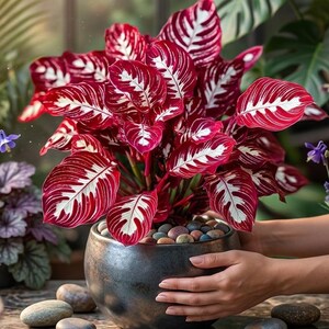 May include: A Calathea plant with vibrant red and white patterned leaves, potted in a dark gray ceramic container filled with colorful pebbles. The plant is held by hands, showcasing its striking foliage. The image is set in a natural, well-lit environment.