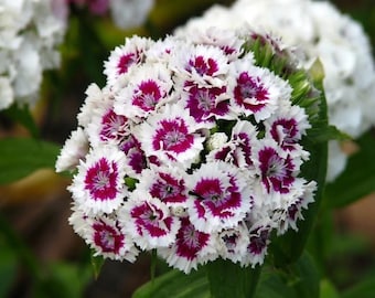Sweet William Flower Seeds | Heirloom Cottage Garden Blooms