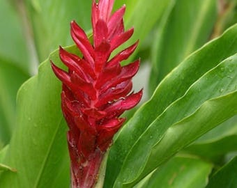 Planta de cúrcuma roja en flor: rizomas sanos de rápido crecimiento.