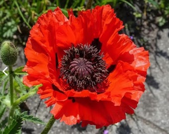 Poppy Red Oriental Perennial Flowers - Vibrant Scarlet Blooms for Your Garden