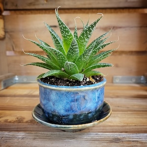 Succulent planter / mini succulent / indoor planter with plate / mini plant / gardening / gardener's gift / house plant pot / Thanksgiving