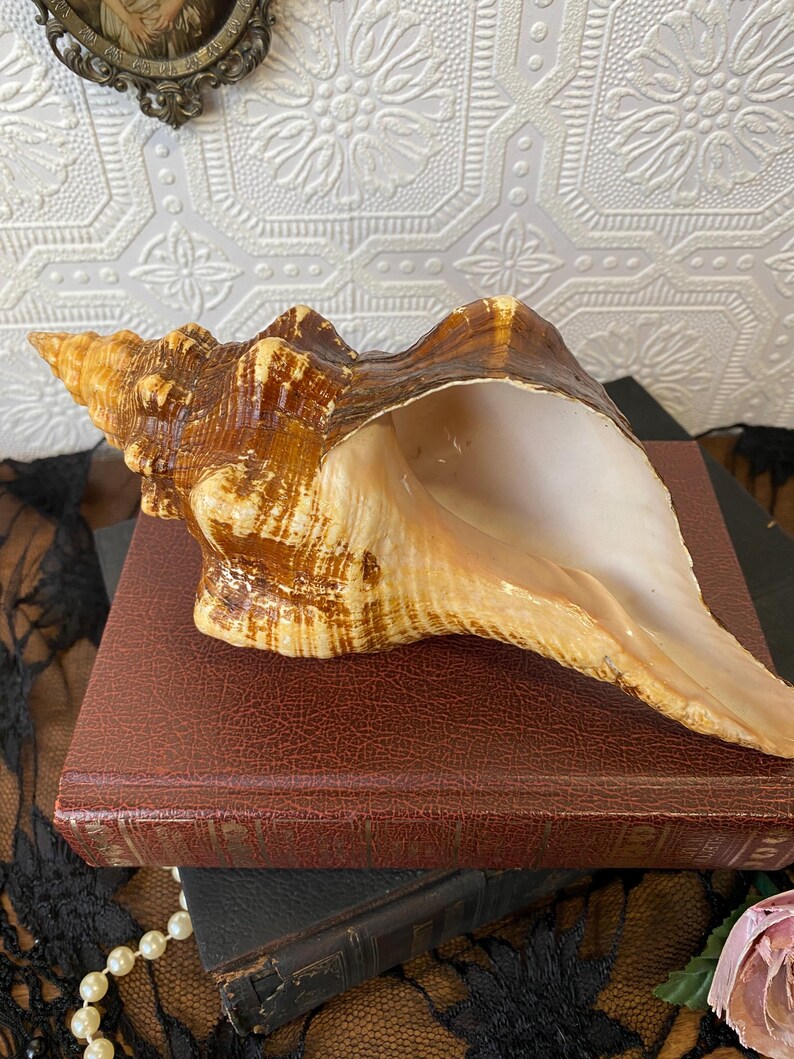 Cream Conch Shell Vintage Horse Conch Seashell | Large Natural Whelk Specimen | Coastal ...