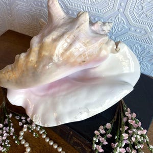 Vintage Large Natural Queen Conch Shell Specimen | Pink Strombus Gigas Seashell Beach House Decor | 80s - 90s Beach Vibe