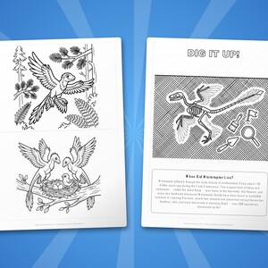 Ensemble d'activités dinosaure microraptor | Coloriages à imprimer, feuilles d'exercices et faits divers pour les enfants | Préscolaire École à la maison | PDF instantané image 7