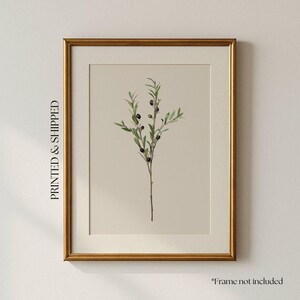 May include: A framed print with a watercolour illustration of an olive branch, displaying green leaves and black olives. The artwork is set against a neutral background and framed in a gold-coloured frame. The text "PRINTED & SHIPPED" is on the left side.
