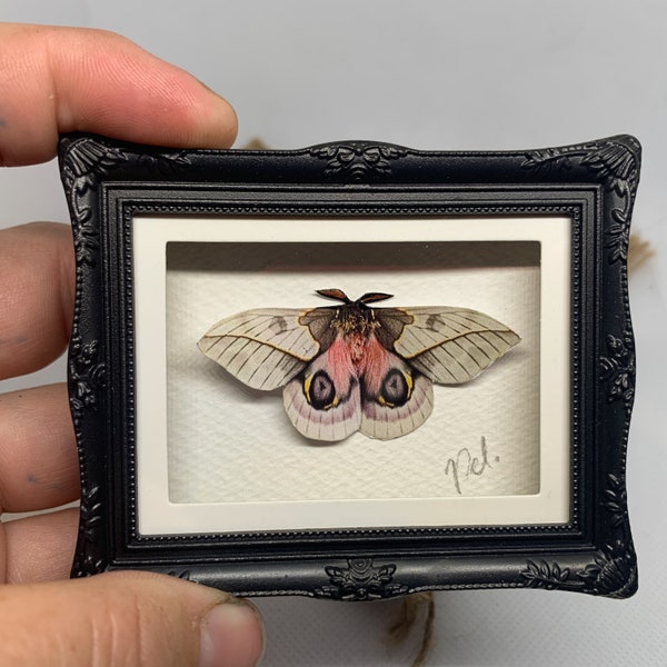 Handgezeichnete Papierpräparation Pink Silk Moth im Minirahmen