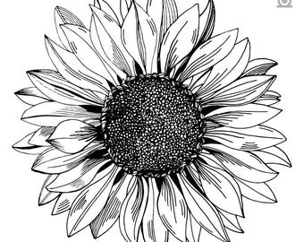 Puede incluir: Ilustración en blanco y negro de un girasol. Los pétalos están detallados con finas líneas, irradiando desde un centro oscuro y texturizado. La imagen está sobre un fondo blanco limpio, enfatizando el intrincado diseño.