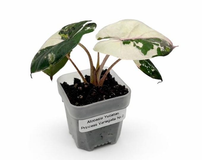 Alocasia “Yucatan Princess” Variegata | EXAKTE PFLANZE | 11 cm inkl. Topf | Nr. 2