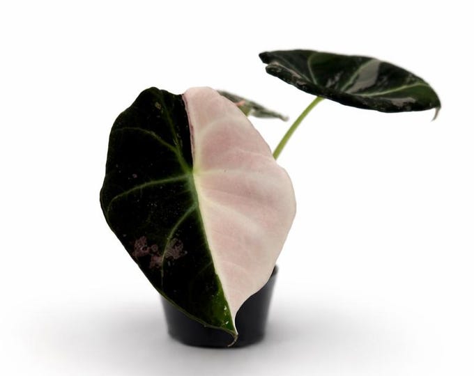 Alocasia Black Velvet Pink Variegata | 12 cm inkl. Topf | Verschiedene Varianten