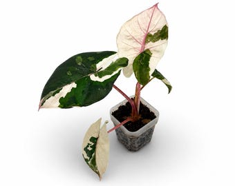 Alocasia “Princesa de Yucatán” Albo Variegata / EXAKTE PFLANZE / 16 cm inkl. Arriba / Nr. 2