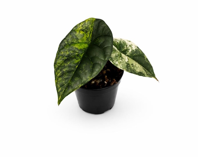 Alocasia Sinuata Variegata | EXAKTE PFLANZE | 18 cm inkl. Topf | Nr. 1