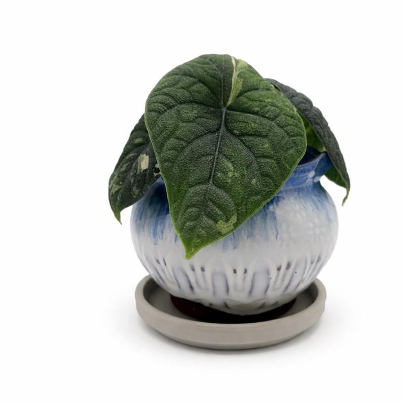 May include: A potted plant with large, textured green leaves. The plant is in a small, round ceramic pot with a blue and white design, sitting on a matching saucer. The pot has a textured surface and a glossy finish.