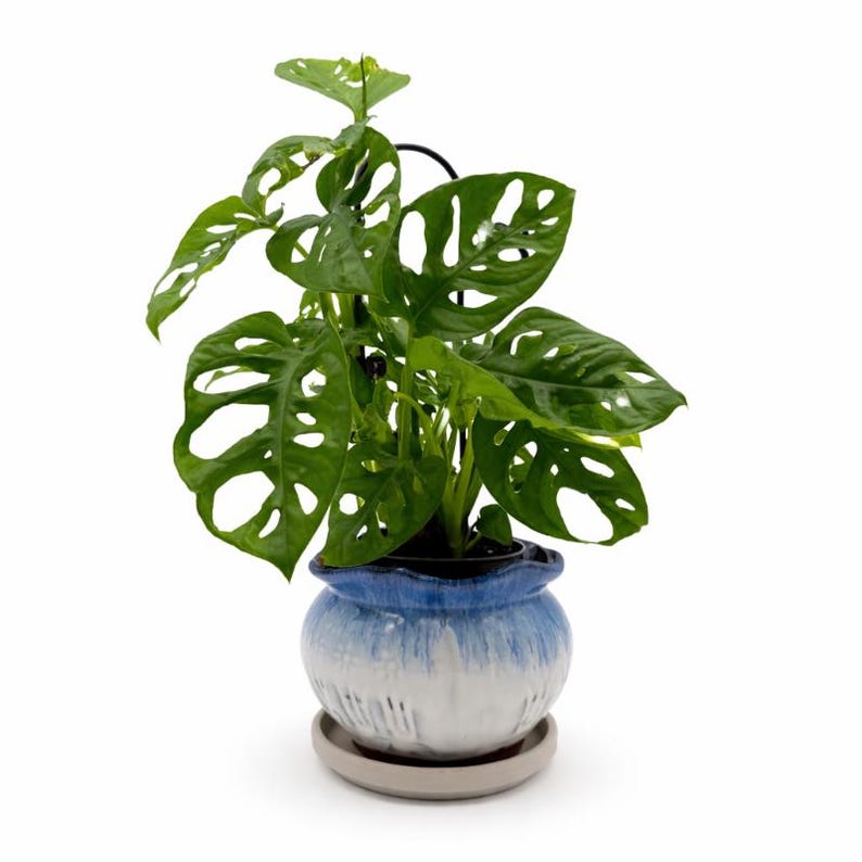 May include: A potted Swiss cheese plant with vibrant green, hole-filled leaves. The plant sits in a blue and white ceramic pot with a matching saucer. The plant is a houseplant and is a decorative item.