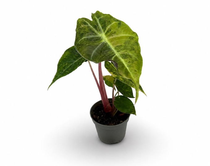 Alocasia Pink Dragon Nairobi Nights Variegata | 15 cm inkl. Topf | Exakte Pflanze | Nr. 1