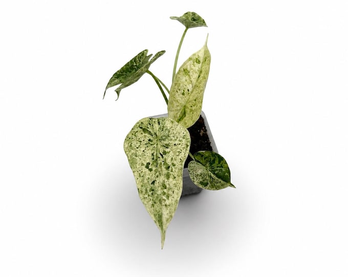 Alocasia Dragon Scale Mint Variegata | EXAKTE PFLANZE | 15 cm inkl. Topf | Nr. 4