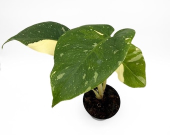 Monstera Thai Constellation 37 CM - EXACT PLANT - 4