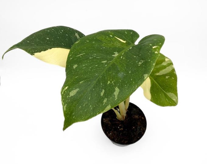 Monstera Thai Constellation 37 CM - EXACT PLANT - 4
