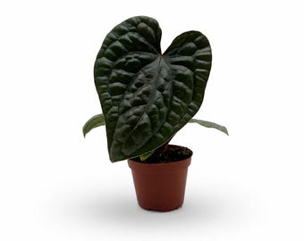 Anthurium Luxurians / EXAKTE PFLANZEN / 10-15 cm tinta. Topf / Variantes Verschiedene