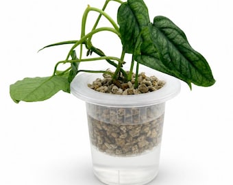 Semi Hydro Starter Topf 9 cm | Anzuchttopf für Orchideen | Hydroponik Set