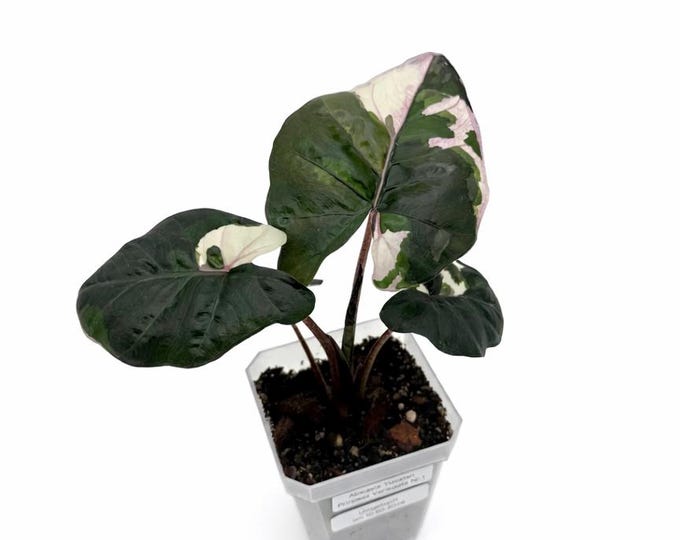 Alocasia “Yucatan Princess” Variegata | EXAKTE PFLANZE | 17 cm inkl. Topf | Nr. 1