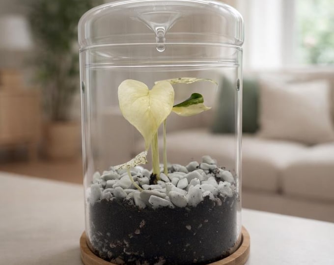 Flaschengarten 17 cm im Glas mit Bambus-Untersetzer | Modernes Terrarium mit 3 Lüftungslöchern