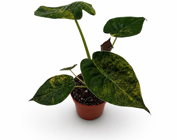 Alocasia Wentii Aurea Variegata | 24 cm inkl. Topf | Exakte Pflanze | Nr. 1