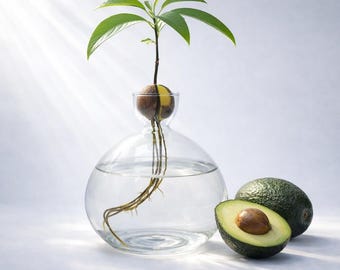 Avocado-Vase | Stilvoller Avocado-Planter & Dekoratives Anzuchtglas für Keimung und Zucht von Avocadopflanzen