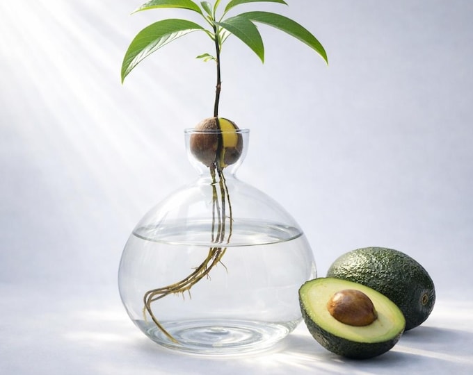 Avocado-Vase | Stilvoller Avocado-Planter & Dekoratives Anzuchtglas für Keimung und Zucht von Avocadopflanzen