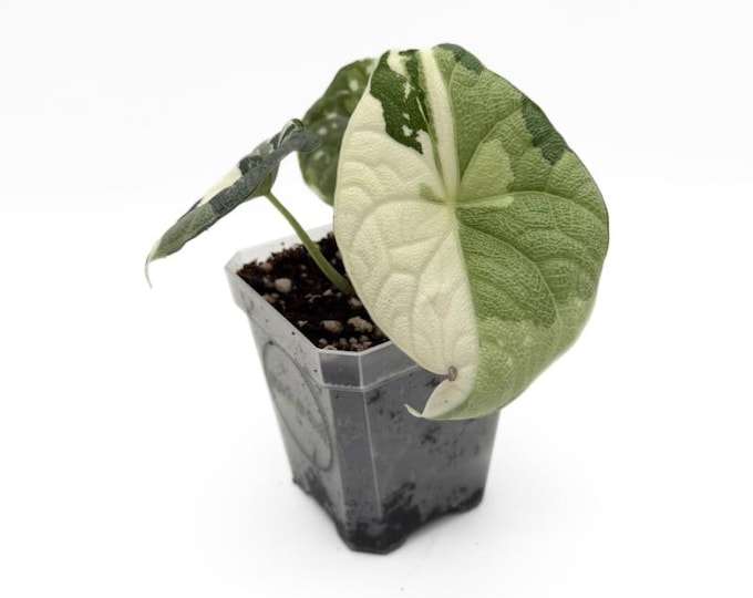 Alocasia Melo Albo Variegata | EXAKTE PFLANZE | 12 cm inkl. Topf | Nr. 2