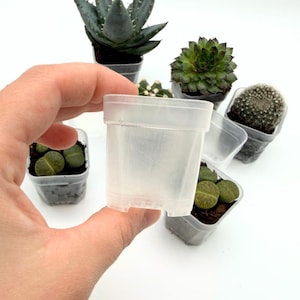 May include: A clear plastic plant pot is held in a hand, with several small potted succulents in the background. The succulents include a variety of shapes and colors, such as green, gray, and brown.