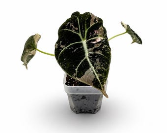 Alocasia Black Velvet Pink Variegata | 12 cm inkl. Topf | Verschiedene Varianten