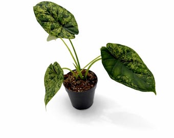 Alocasia Dragon Scale Mint | EXAKTE PFLANZE | 28 cm inkl. Topf | Nr. 5