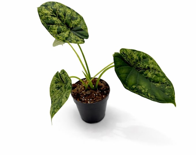 Alocasia Dragon Scale Mint | EXAKTE PFLANZE | 28 cm inkl. Topf | Nr. 5