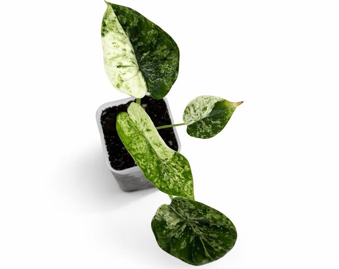 Alocasia Dragon Scale Mint | EXAKTE PFLANZE | 13 cm inkl. Topf | Nr. 2