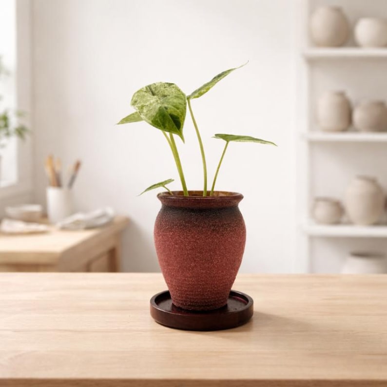 Keramik-Pflanzentopf mit Drainageloch & Akazienholz-Untersetzer | robuster Blumentopf vintage rustikal | für Kakteen und Sukkulenten image 11