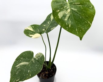 Monstera Thai Constellation 47 CM - EXACT PLANT - 1
