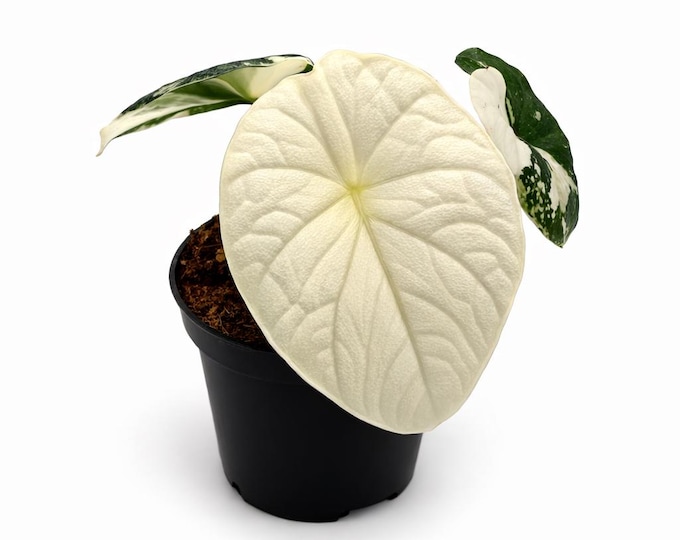 Alocasia Melo Albo Variegata | 12 cm inkl. Topf | Exklusiv | Exakte Pflanze Nr. 3