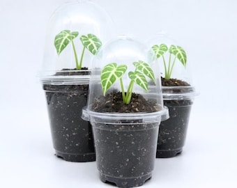 Plant Propagation Pots with Lid Seedlings growing | Alocasia Germination Kit | Seeds Plastic planters