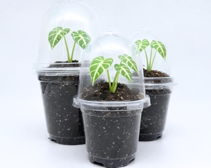 Plant Propagation Pots with Lid Seedlings growing | Alocasia Germination Kit | Seeds Plastic planters