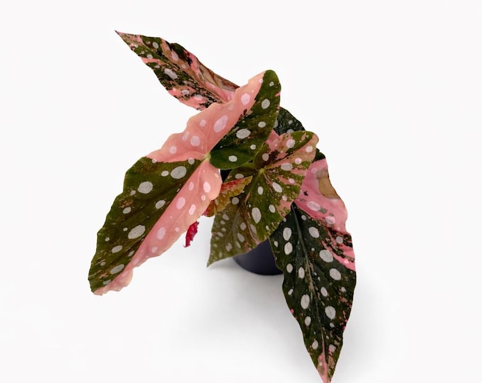 Begonia Maculata Pink Variegata | 22 cm incl. Topf | Exklusiv | Exakte Pflanze Nr. 1