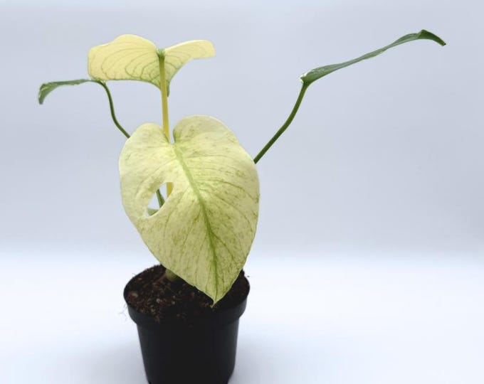 Monstera Deliciosa Mint Variegata Baby - Exact Plant - 5