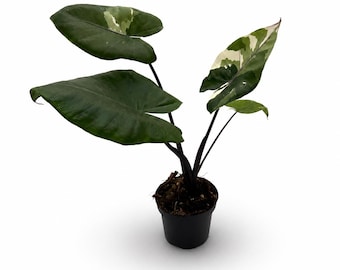 Alocasia Macrorrhiza Black Stem Variegata | EXAKTE PFLANZE | 34 cm inkl. Topf | Nr. 1