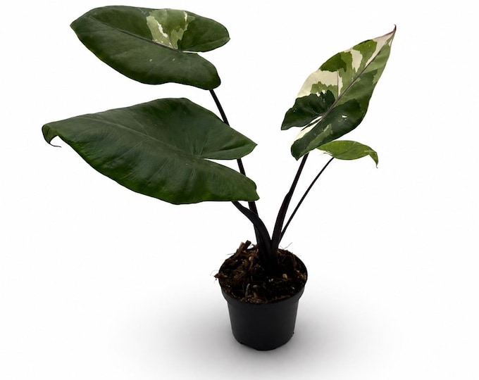Alocasia Macrorrhiza Black Stem Variegata | EXAKTE PFLANZE | 34 cm inkl. Topf | Nr. 1