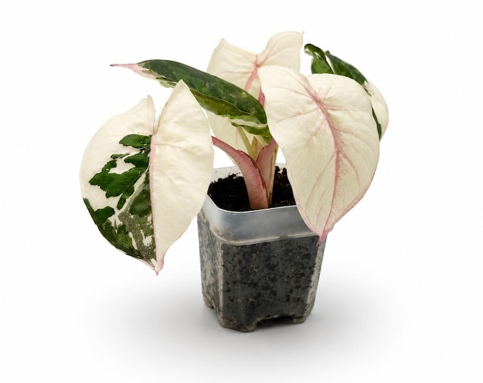 Alocasia “Yucatan Princess” Variegata | EXAKTE PFLANZE | 10 cm inkl. Topf | Nr. 2