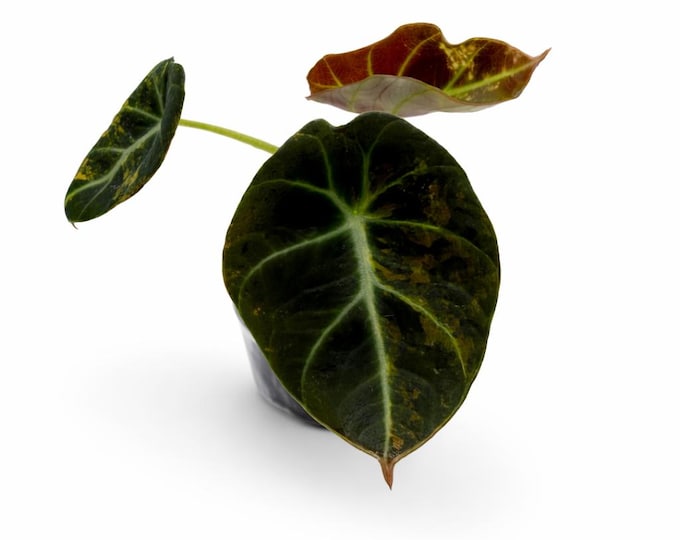 Alocasia Black Velvet Gold Variegata | EXAKTE PFLANZE | 11 cm inkl. Topf | Nr. 1