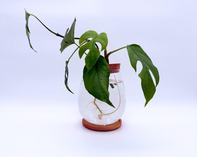 Glass Vase for Plant Propagation | modern hydroponic planter minimalistische Anzuchtvase Pflanzgefäß Stecklinge  Wurzelglas Pflanzenableger