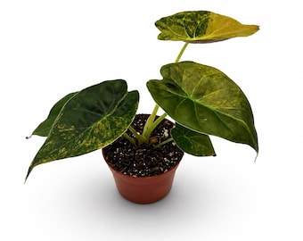 Alocasia Wentii Aurea Variegata | 24 cm inkl. Topf | Exakte Pflanze | Nr. 3